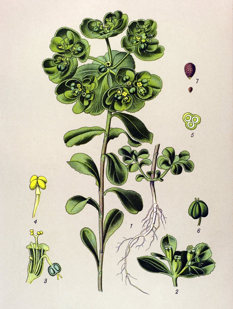 لوح نباتي ، نبات وريدي (سام): استيقاظ الفربيون الصباحي أو ضوء صغير (Euphorbia helioscopia) بواسطة فنان غير معروف