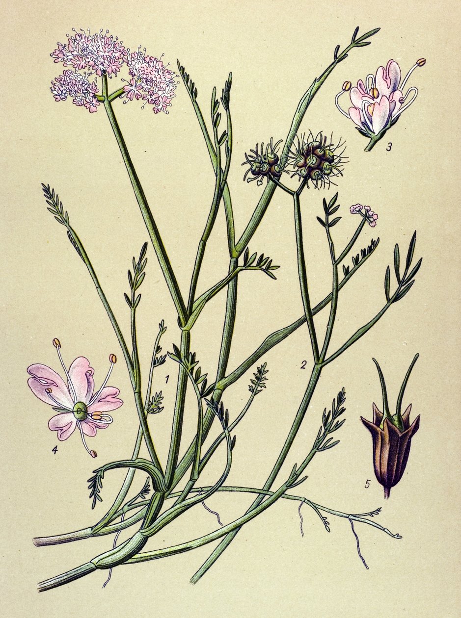 اللوحة النباتية، نبات وريدي (سام): الناسور (Oenanthe fistulosa) بواسطة فنان غير معروف