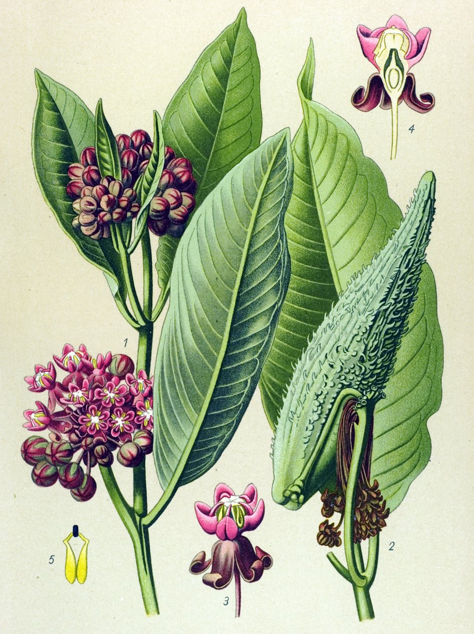 لوح نباتي ، نبات وريدي (سام): عشب الببغاء (Asclepias Cornuti) بواسطة فنان غير معروف