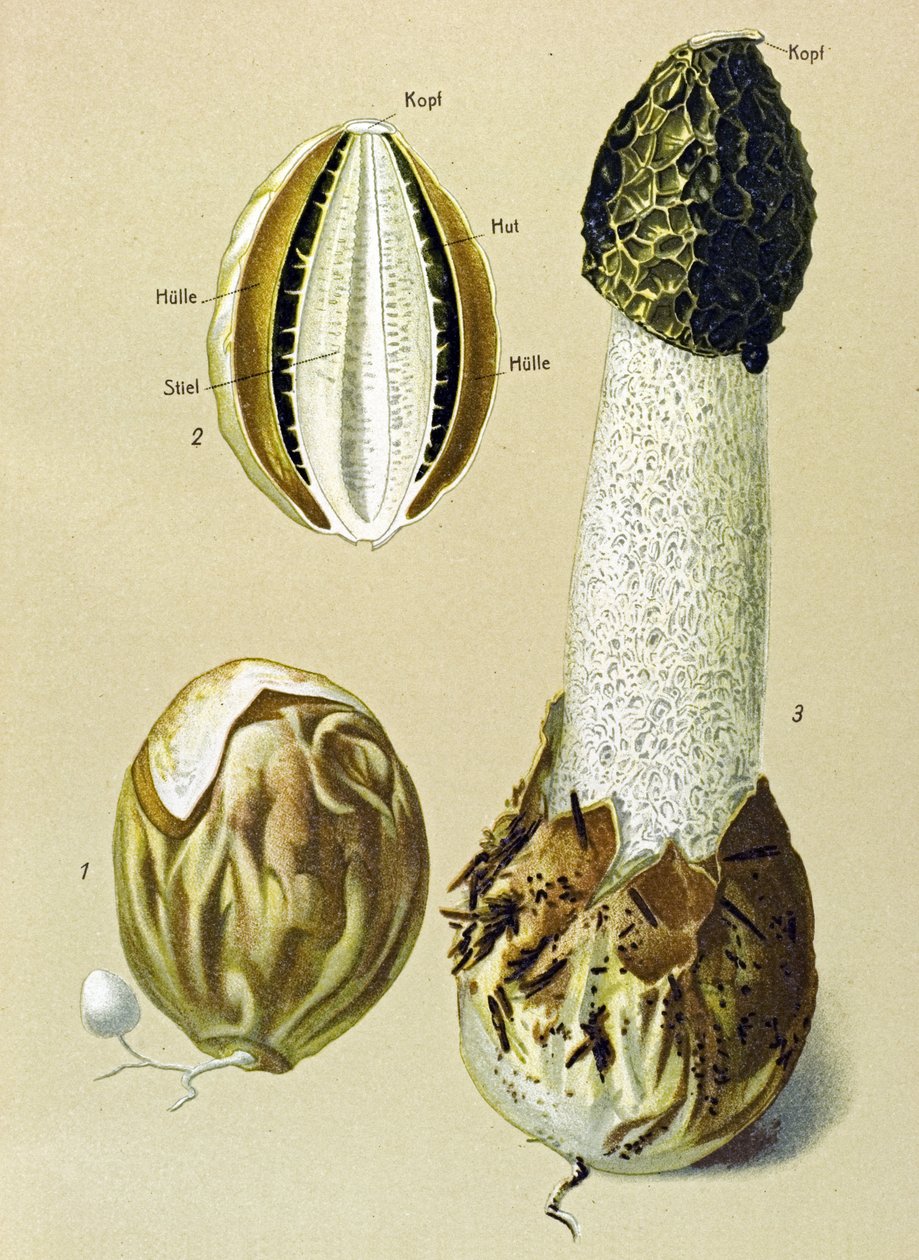 لوح نباتي به فطر صالح للأكل: ساتير نتن (Phallus impudicus) بواسطة فنان غير معروف