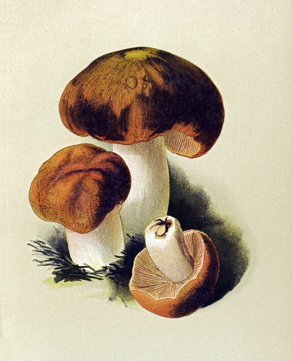 لوح نباتي به فطريات سامة (سامة): Russule foetens (Russula foetens) بواسطة فنان غير معروف