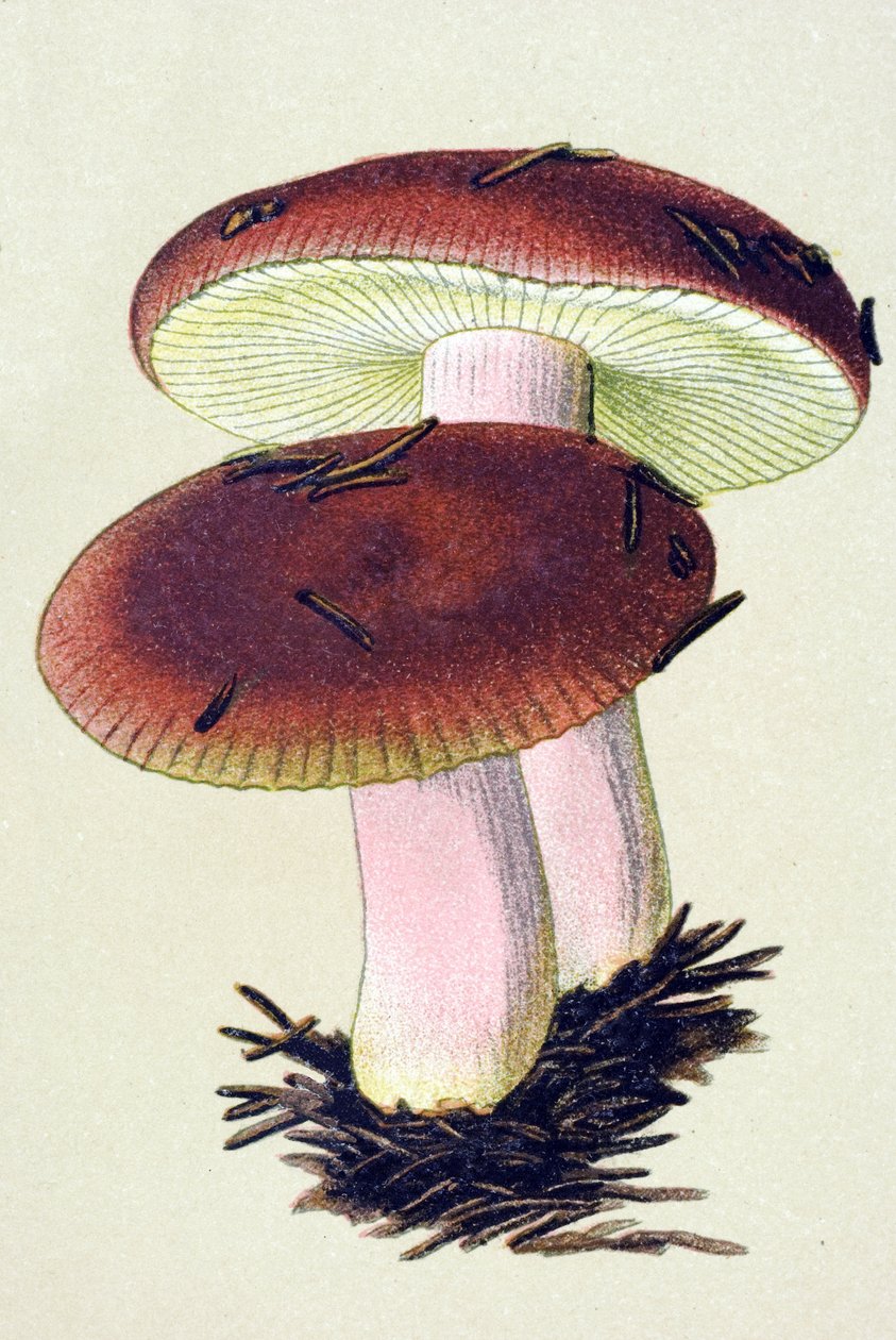 لوح نباتي به فطريات سامة (وريدية): حبيبات القيء (Russula emetica) بواسطة فنان غير معروف