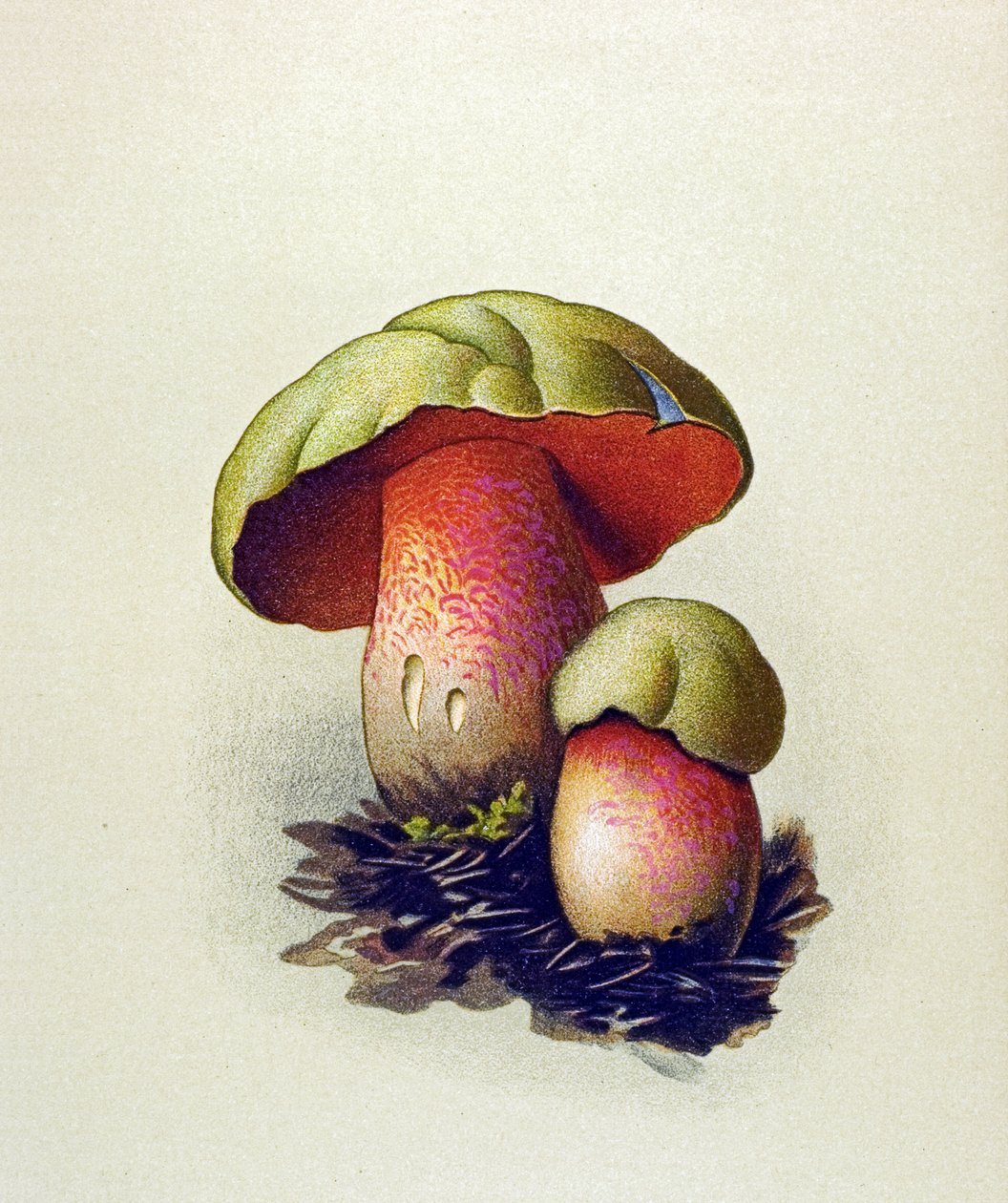 لوحة نباتية بها فطر سام (وريدي): بوليت الذئب (Boletus lupinus) بواسطة فنان غير معروف