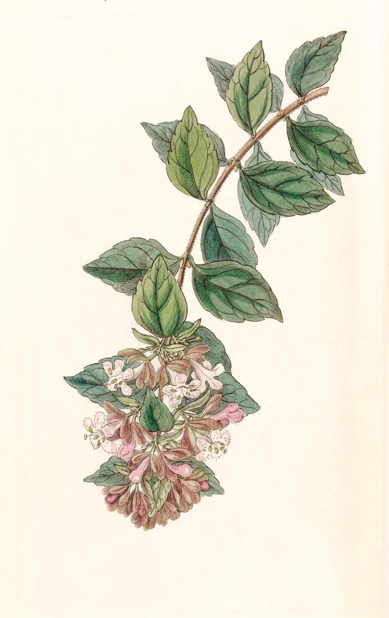 رسم توضيحي للنباتات / Abelia chinensis / Abelia rupestris / Abelia of China / Abelia Rock بواسطة غير معروف