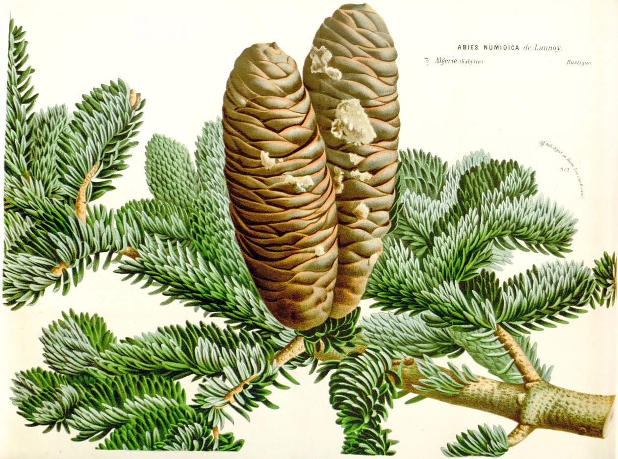 رسم توضيحي للنباتات / Abies numidica / التنوب الجزائري / Numidie fir بواسطة غير معروف