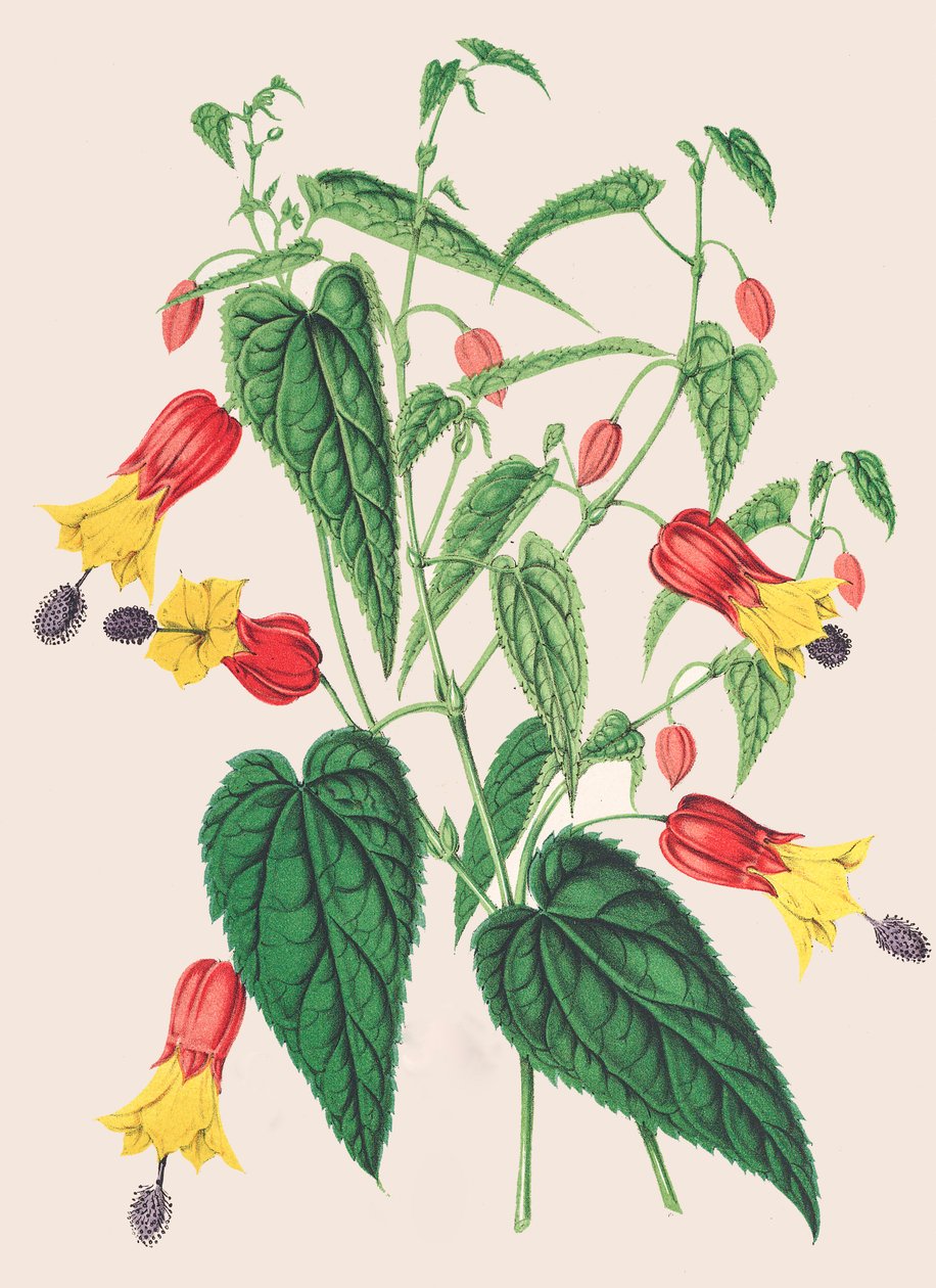 رسم توضيحي نباتي / Abutilon megapotamicum / Abutilon بواسطة فنان غير معروف