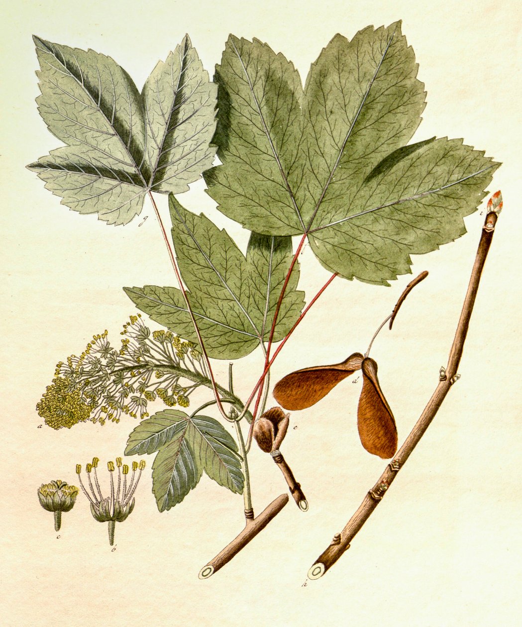 التوضيح النباتي / Acer pseudoplatanus / الجميز القيقب بواسطة غير معروف