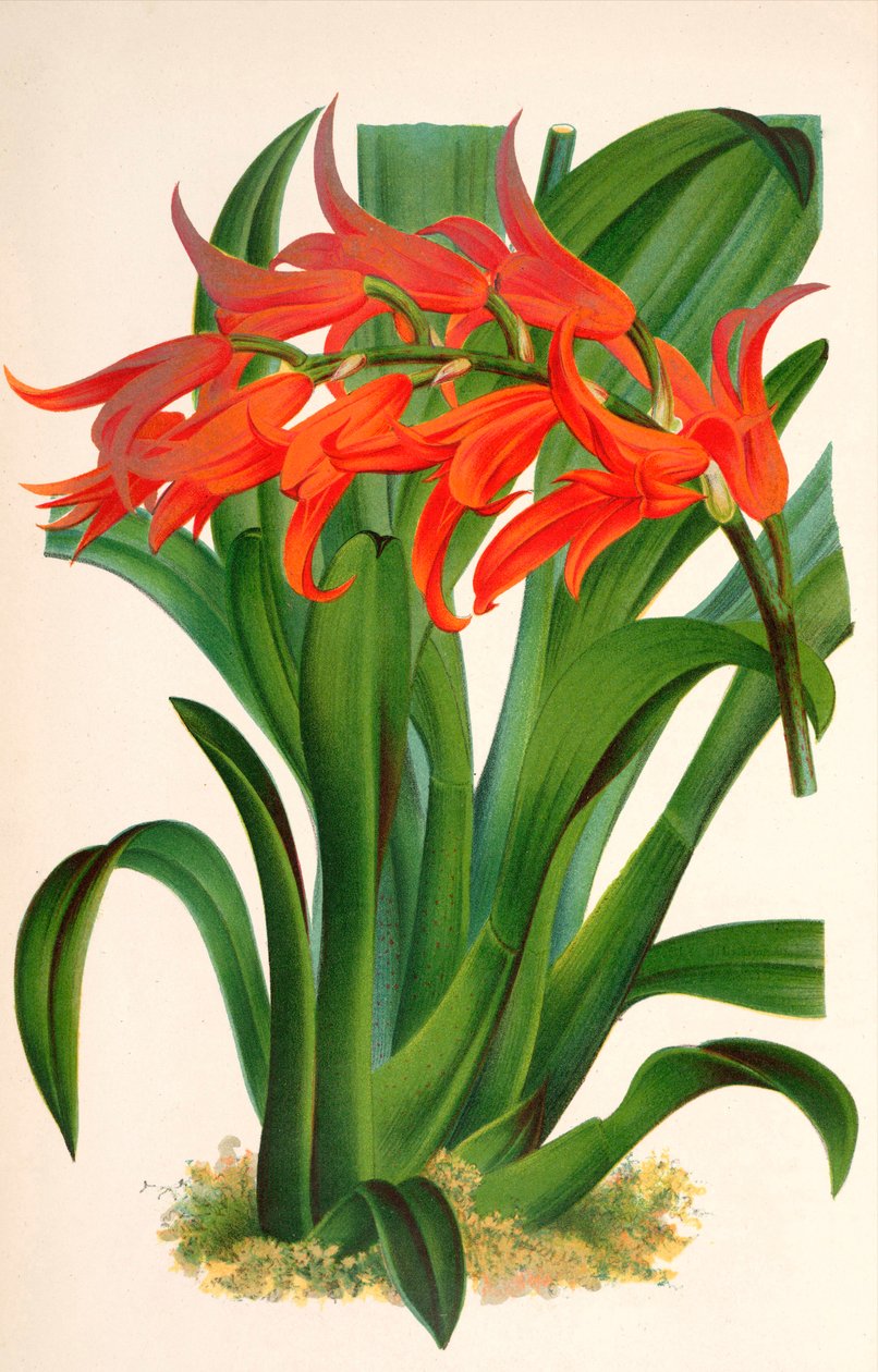 رسم توضيحي نباتي / Ada aurantiaca بواسطة غير معروف