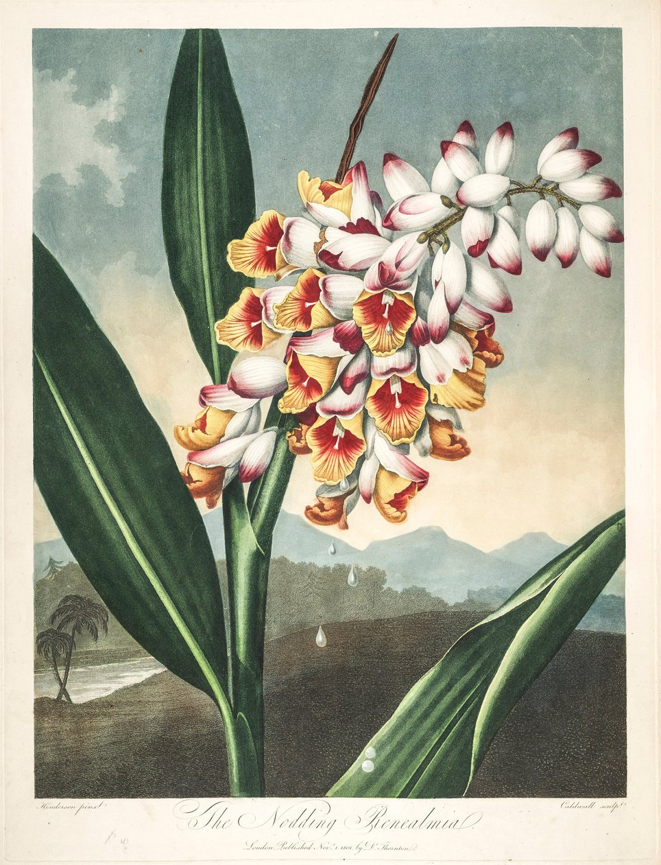رسم نباتي / Alpinia zerumbet ، أو زهرة روحي ، أو دموع العذراء ، أو صدفة الزنجبيل أو حتى زهرة الجنة بواسطة فنان غير معروف