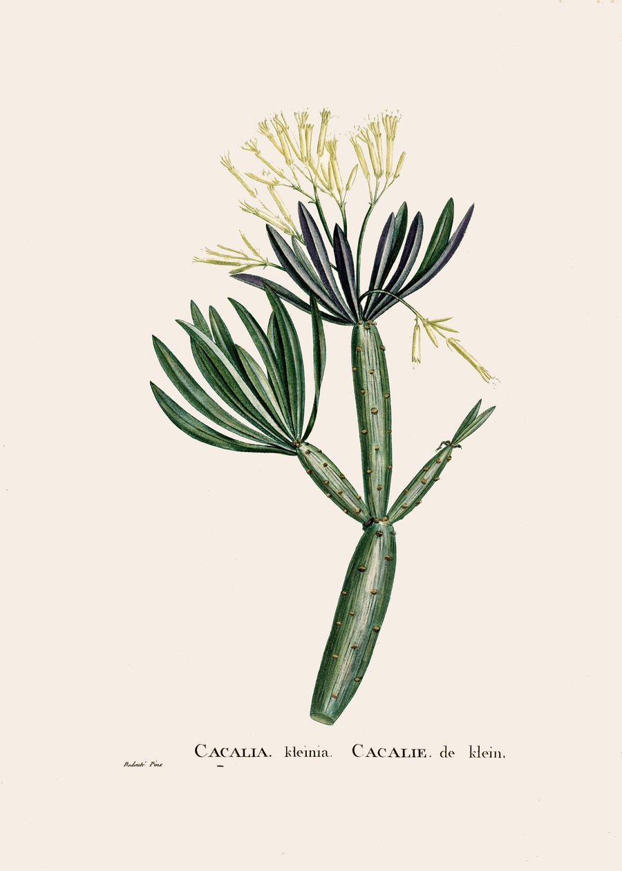 رسم توضيحي نباتي / Redoubt / Senecio kleinia / Senecon بواسطة فنان غير معروف