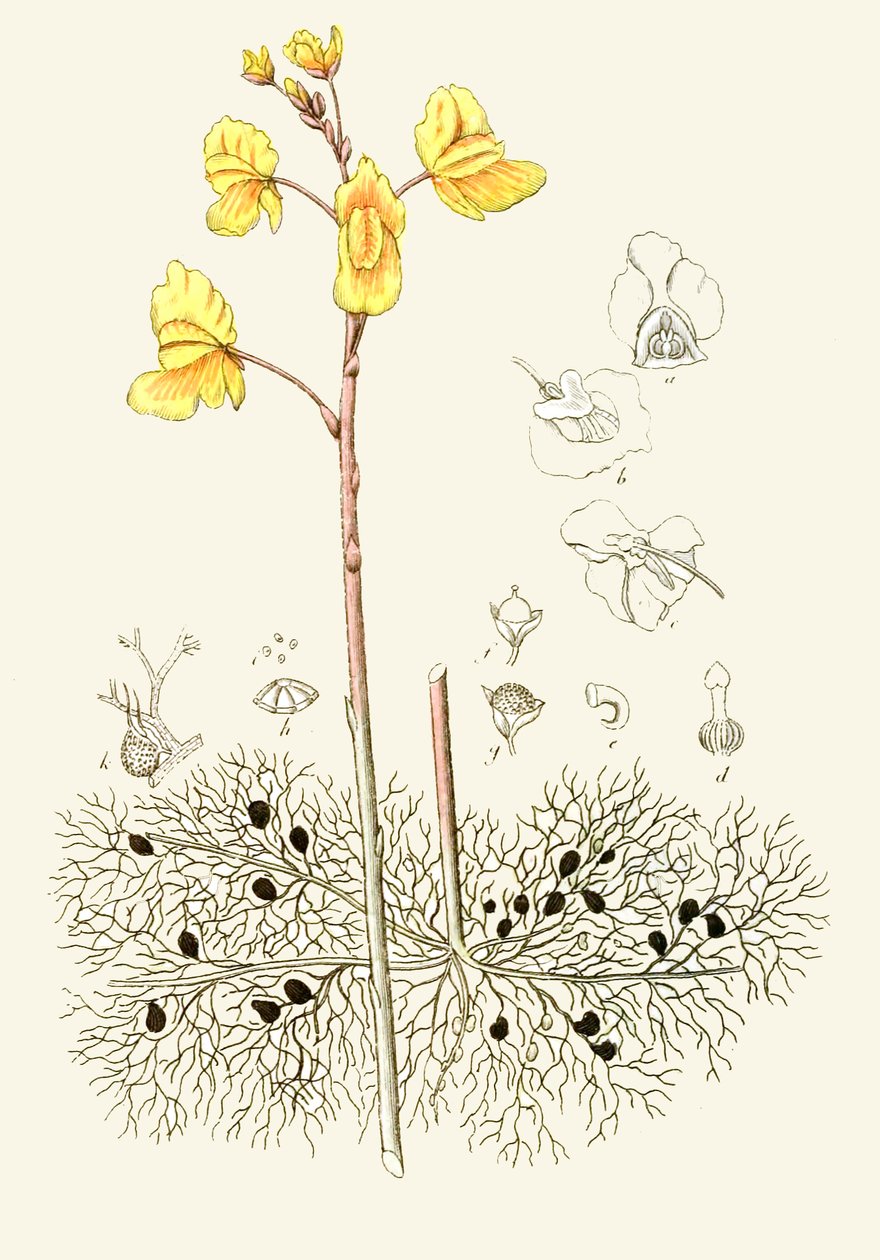 توضيح نباتي / Utricularia vulgaris / يوتريكولار مشترك بواسطة غير معروف