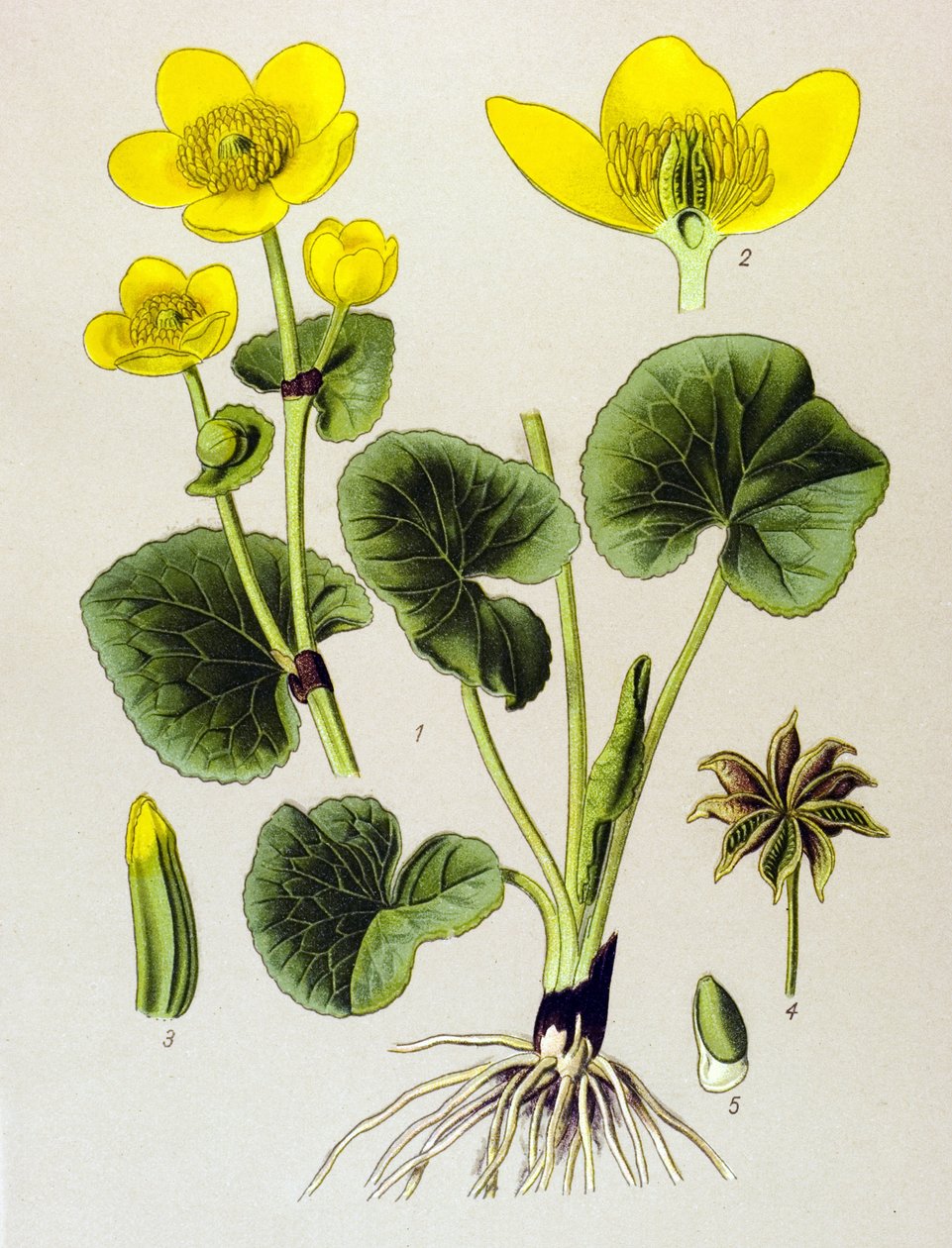 لوح نباتي. نبات وريدي (سام): سكان الأهوار (Caltha palustris) بواسطة فنان غير معروف
