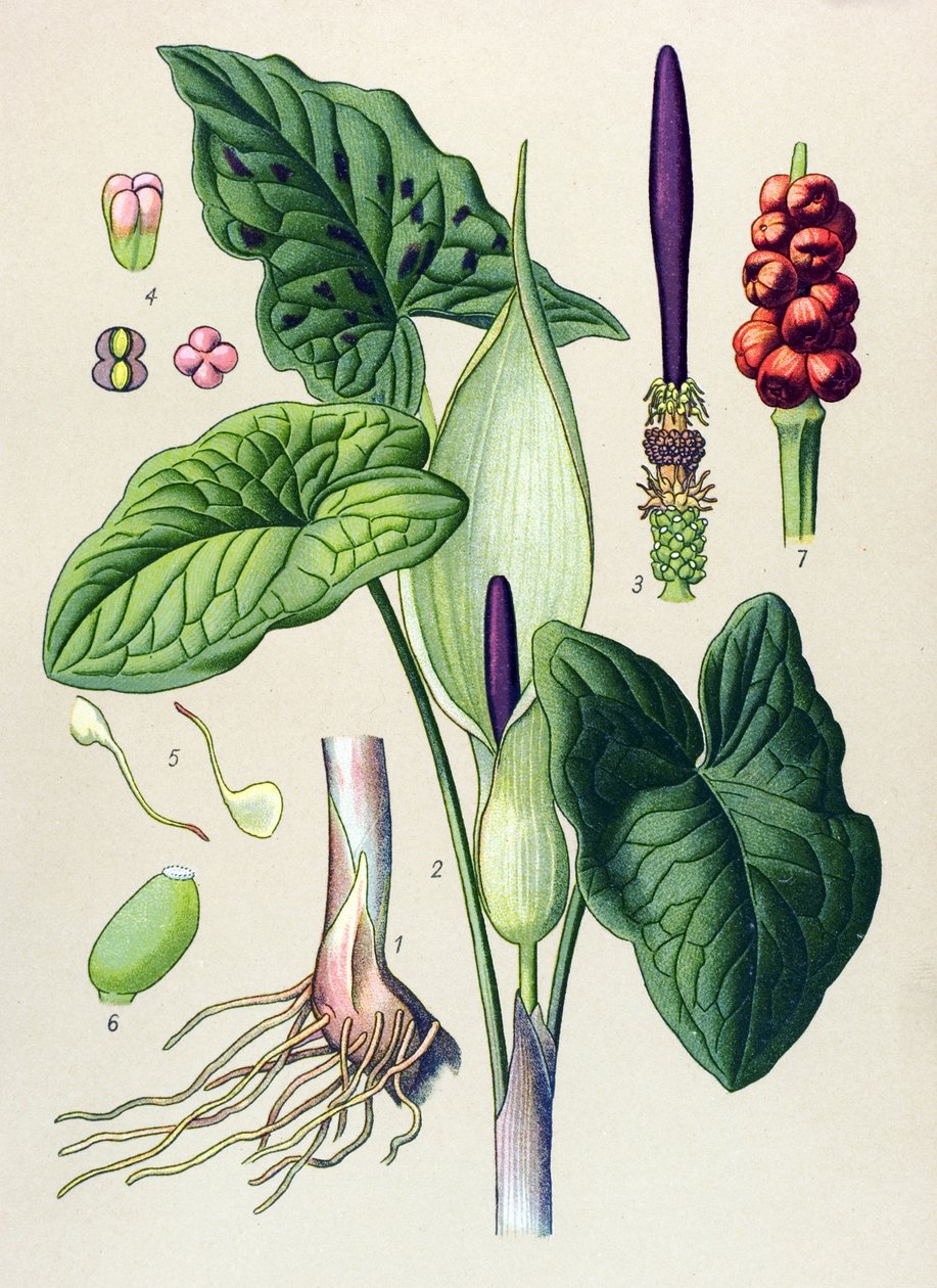 لوح نباتي. نباتات وريدية (سامة) وطبية: دخان البقع (Arum maculatum) بواسطة فنان غير معروف