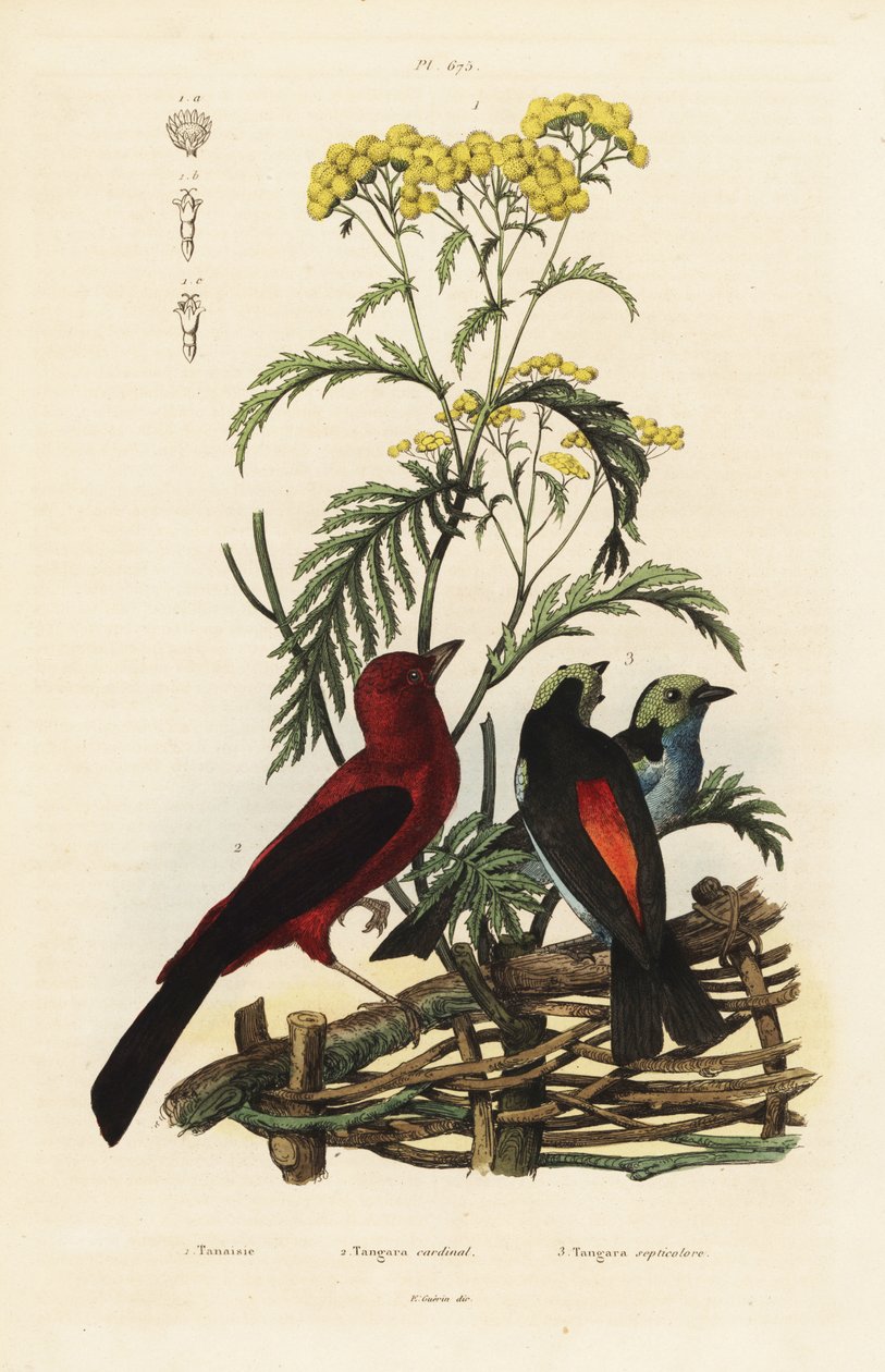 تانجر البرازيلي ، Ramphocelus bresilius ، و Paradise tanager ، Tangara chilensis بواسطة غير معروف