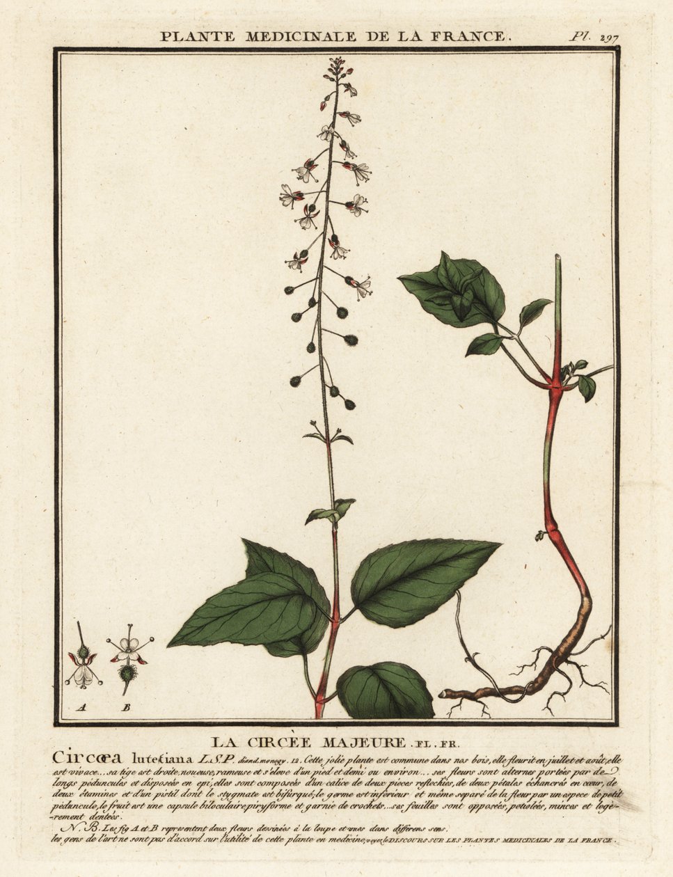 الباذنجان الساحر ذو الأوراق العريضة ، Circaea lutetiana. بواسطة فنان غير معروف