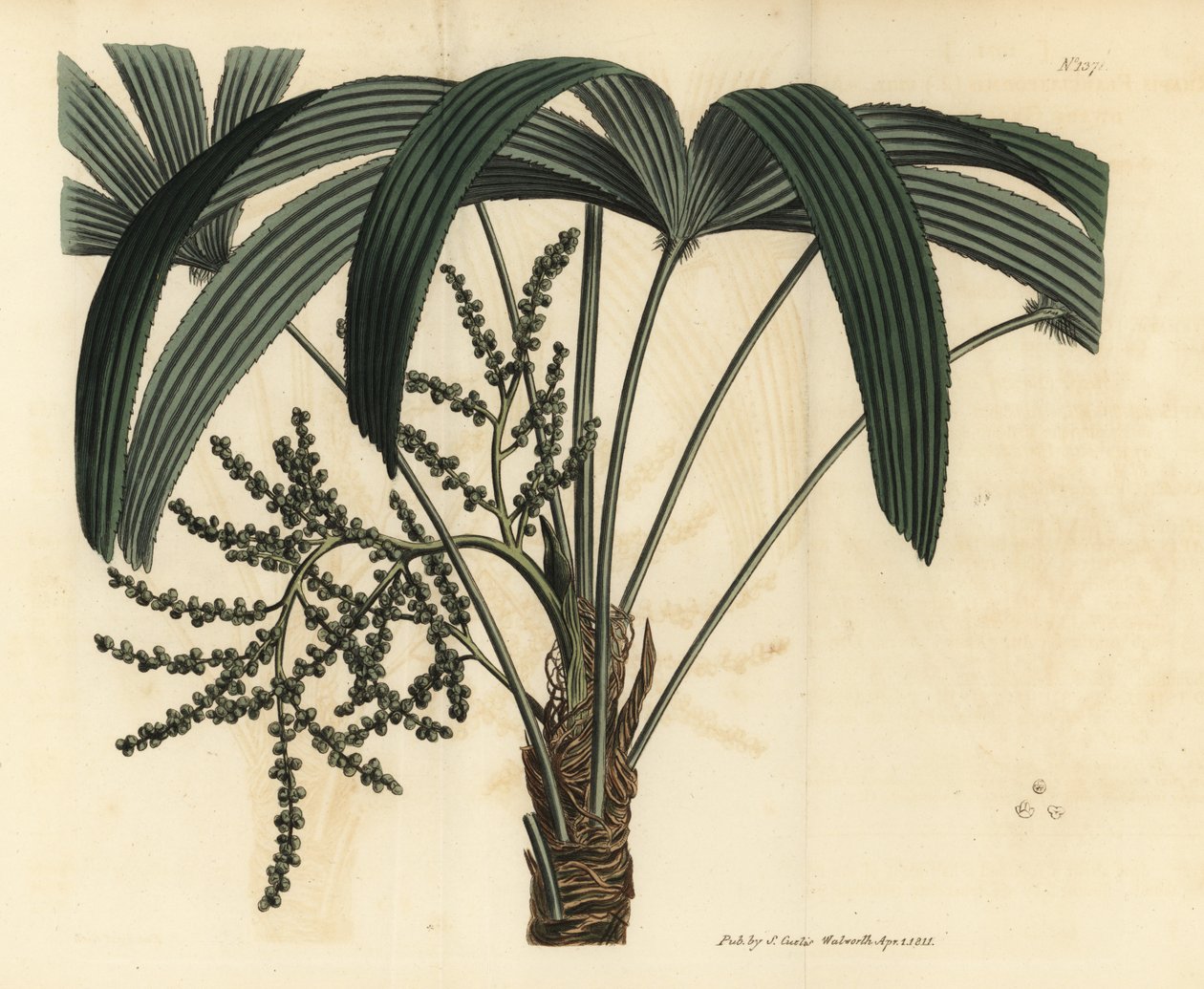 نخلة سيدة عريضة الأوراق ، Rhapis excelsa (ذكر راتان الأرض القزم ، Rhapis flabelliformis mas بواسطة غير معروف