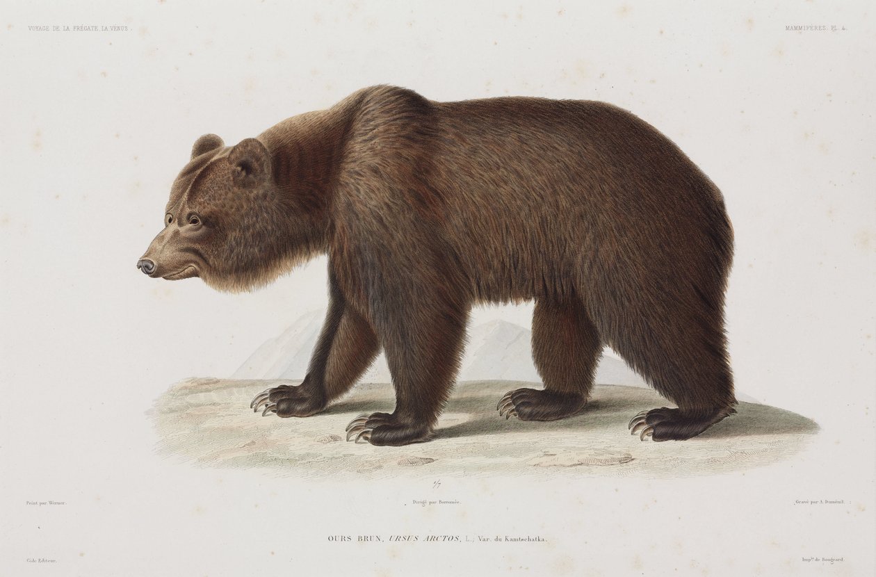 Brown bear, Kamchatka, Russia بواسطة غير معروف