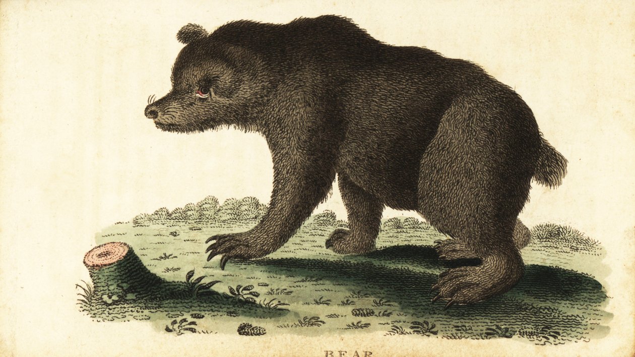 الدب البني ، Ursus arctos. ، 1800 (نقش) بواسطة فنان غير معروف