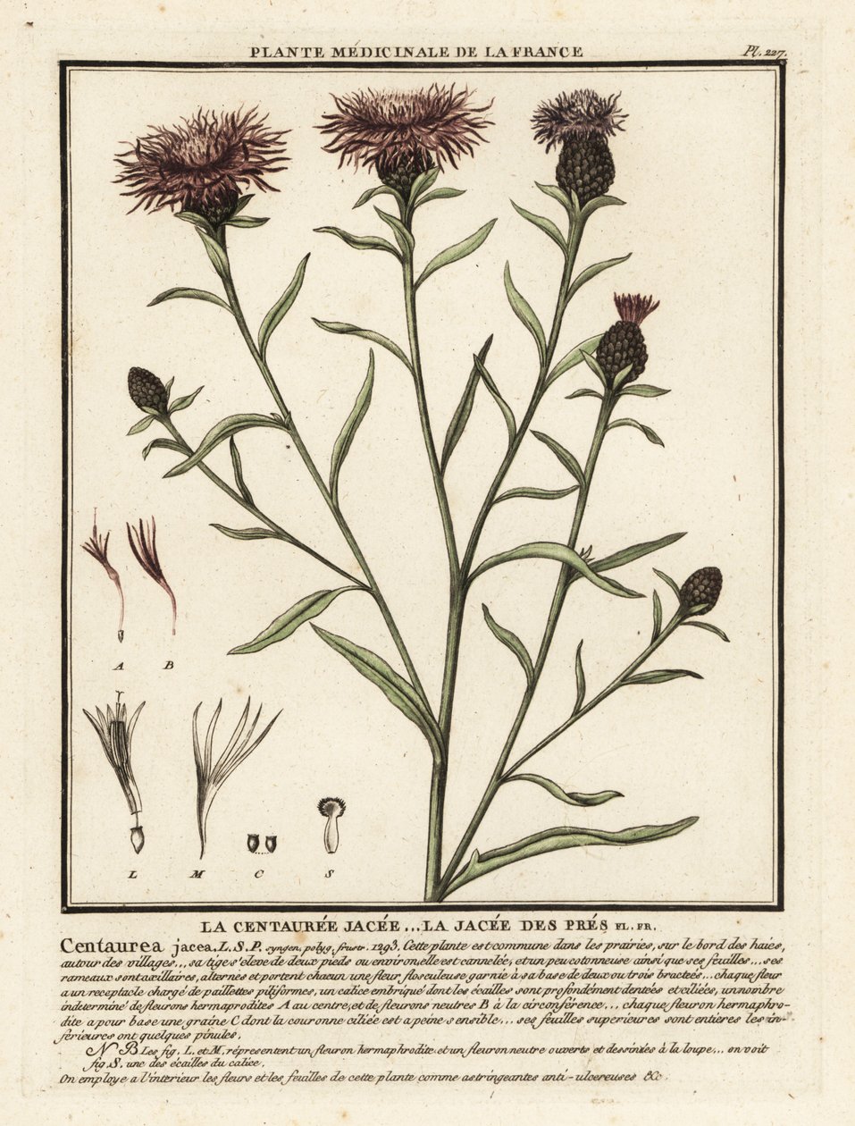 knapweed البني ، القنطريون jacea. بواسطة فنان غير معروف