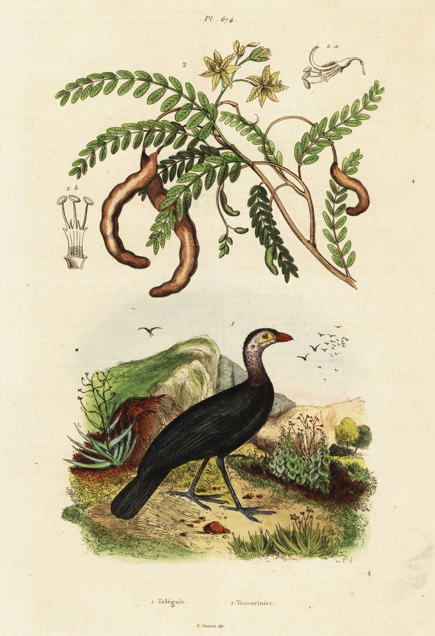 Brushturkey والتمر الهندي ، 1834-1839 (نقش) بواسطة فنان غير معروف