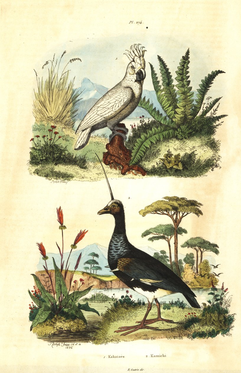 Cacatua galerita ، كوكاتو ذو قمة كبريتية ، وصراخ مقرن ، Anhima cornuta Kakatoes et kamichi بواسطة غير معروف