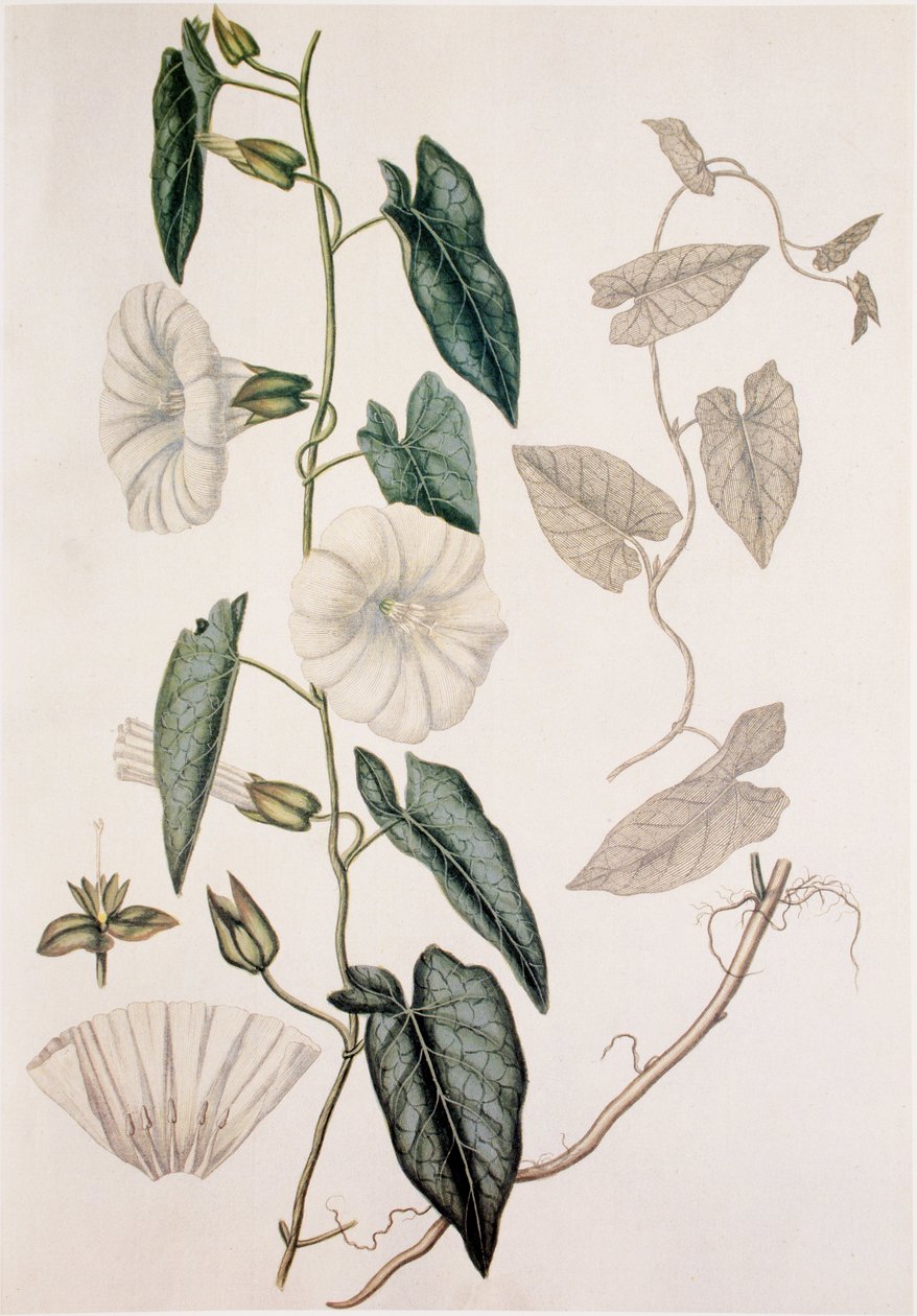 Calystegia sepium / Convolvulus sepium / Hedge Bedding بواسطة غير معروف
