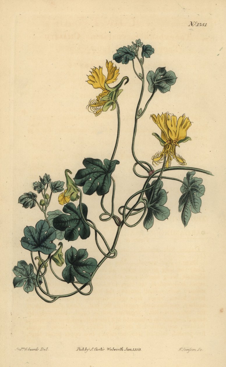 زاحف الكناري ، حب الرشاد الهندي أو التروبايولوم الهدبي ، Tropaeolum peregrinum بواسطة غير معروف