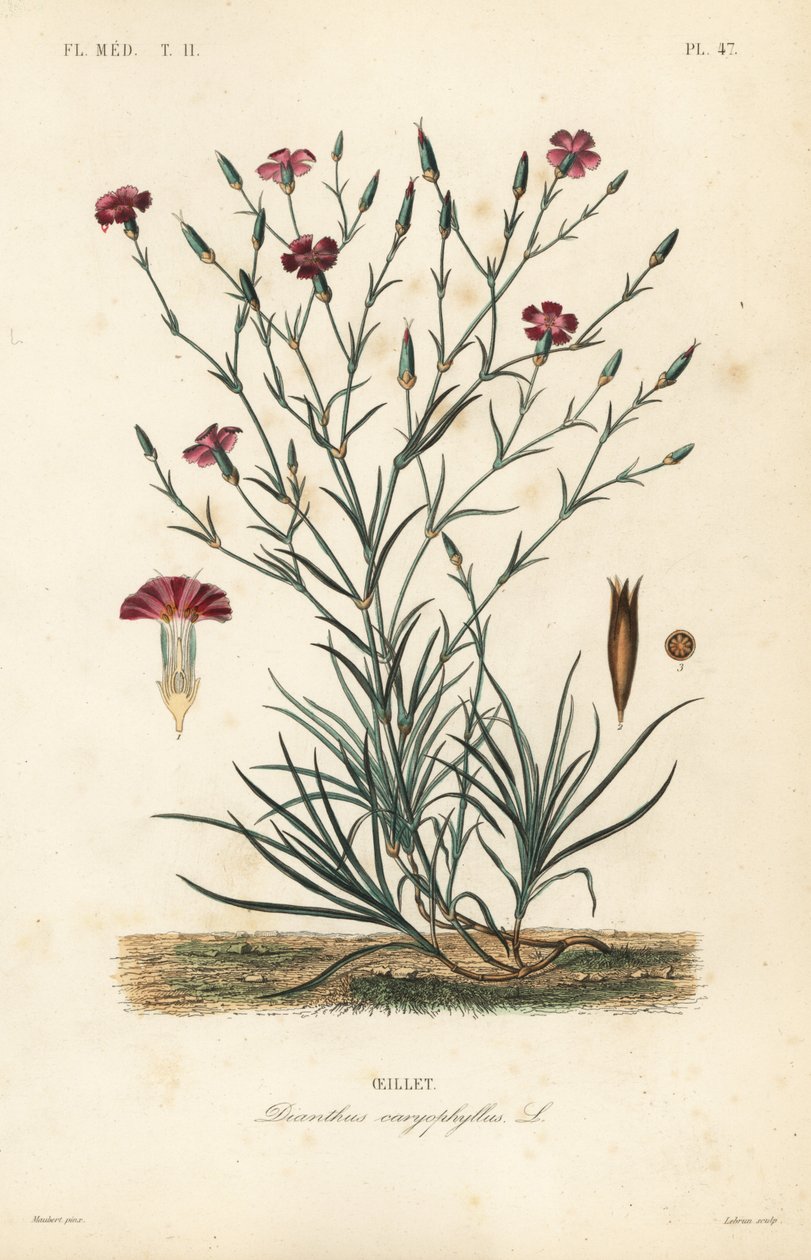 قرنفل أو قرنفل قرنفل ، Dianthus caryophyllus ، Oeillet بواسطة غير معروف