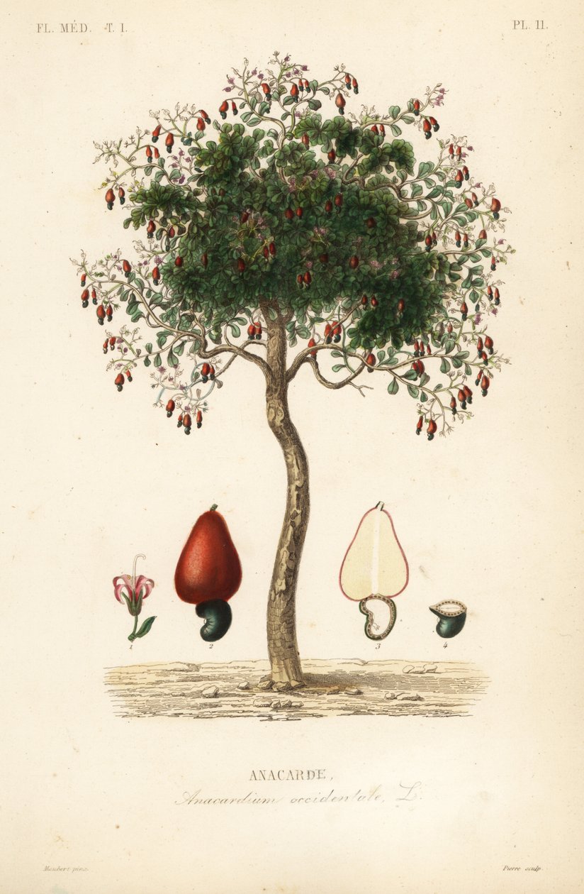 شجرة الكاجو أو شجرة جوز الكاجو ، Anacardium occidentale ، Anacarde بواسطة غير معروف