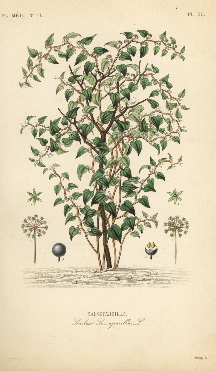قطة خضراء أو قطب ، Smilax glauca ، Smilax sarsaparilla ، Salsepareille ، نقش فولاذي ملون يدويًا بواسطة Debray بعد رسم توضيحي نباتي بواسطة Edouard Maubert من Pierre Oscar Reveil ، A بواسطة غير معروف