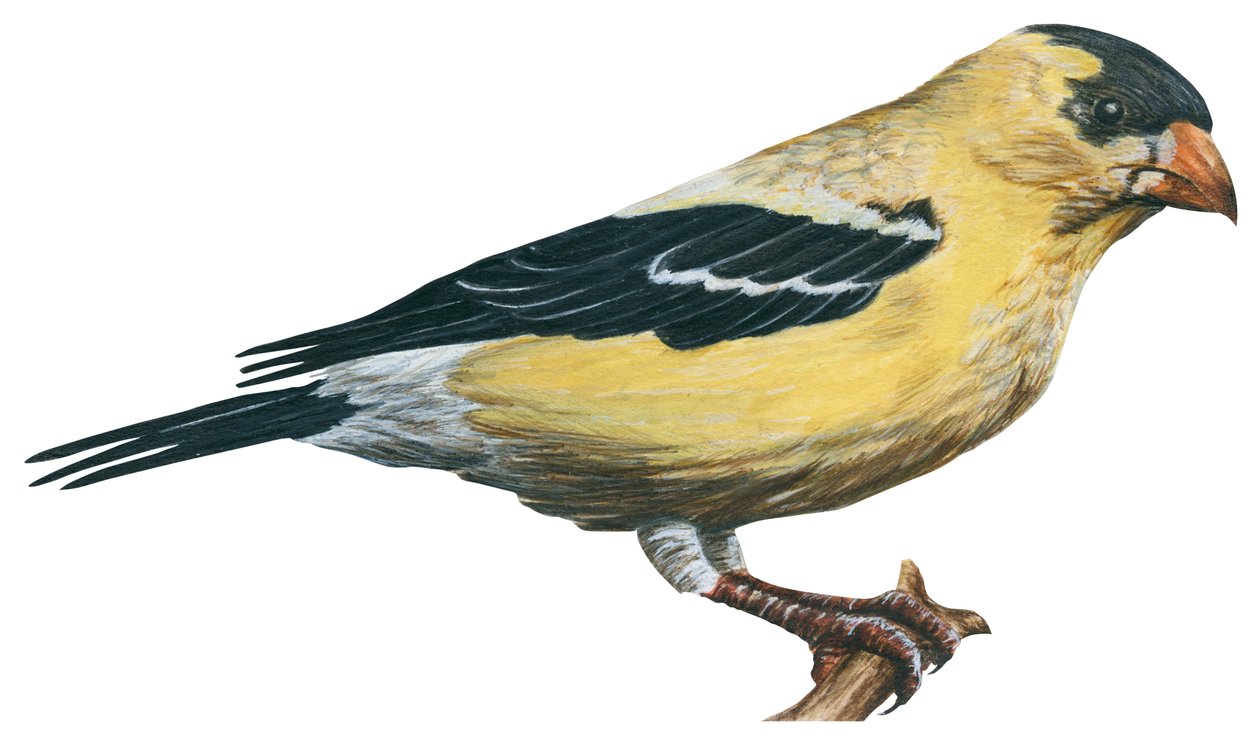 Chardonneret jaune ، كناري سوفاج - طائر الحسون (Carduelis tristis) بواسطة فنان غير معروف