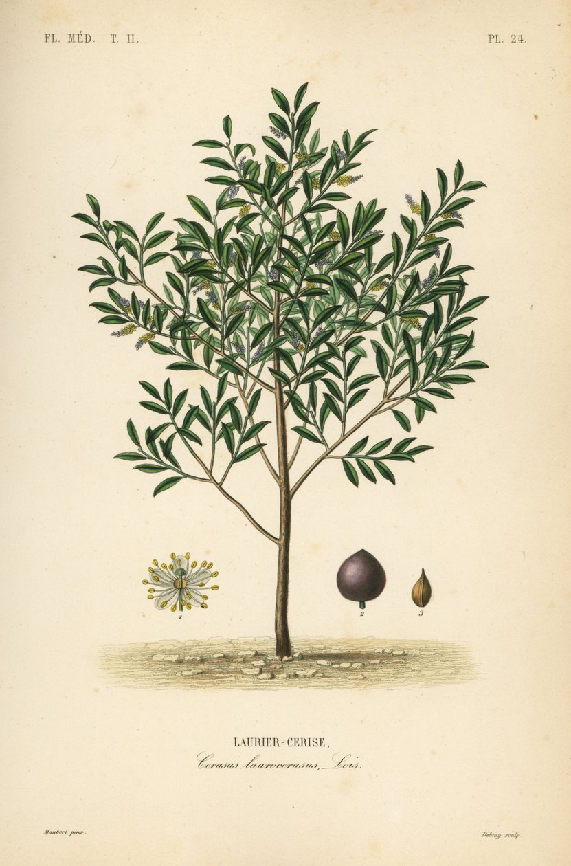 غار الكرز أو شجرة الغار الإنجليزية ، Prunus laurocerasus ، Cerasus laurocerasus ، Laurier-cerise بواسطة غير معروف