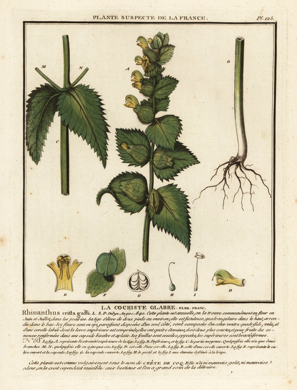مشط الديك ، Rhinanthus crista-galli. بواسطة فنان غير معروف
