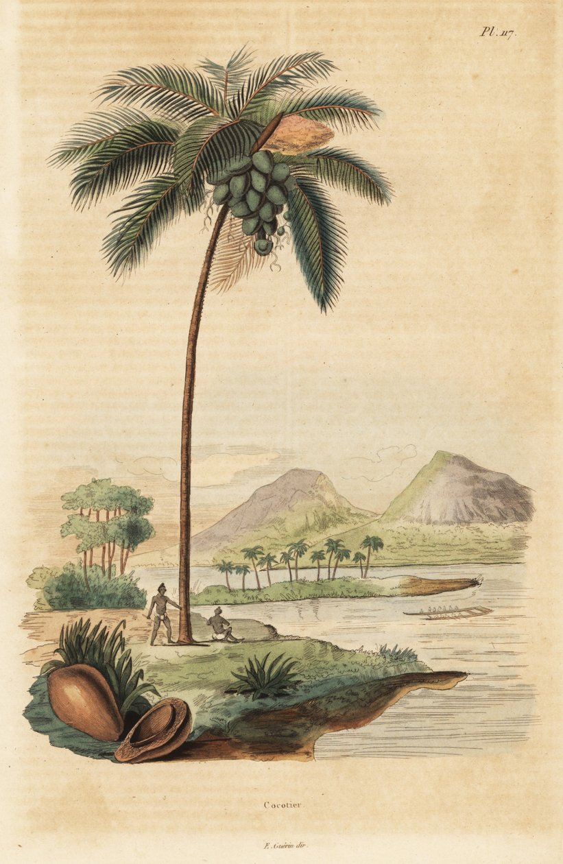 شجرة جوز الهند ، Cocos nucifera بواسطة غير معروف
