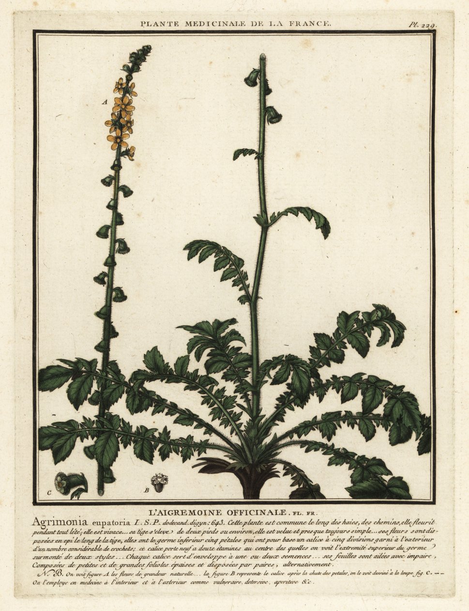 الغافث المشترك ، Agrimonia eupatoria. بواسطة فنان غير معروف