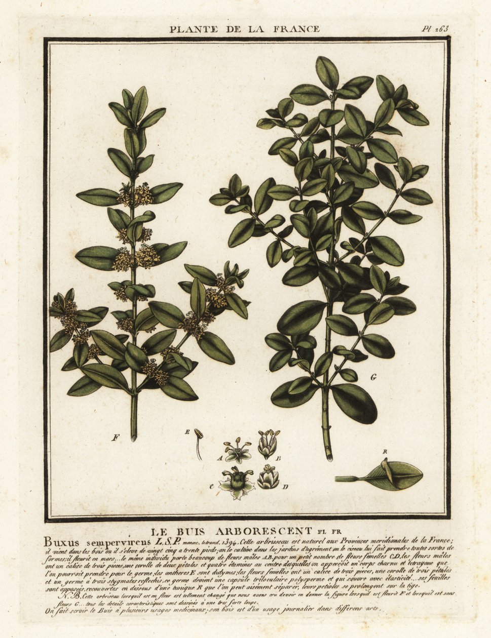 الصندوق المشترك ، Buxus sempervirens. بواسطة فنان غير معروف