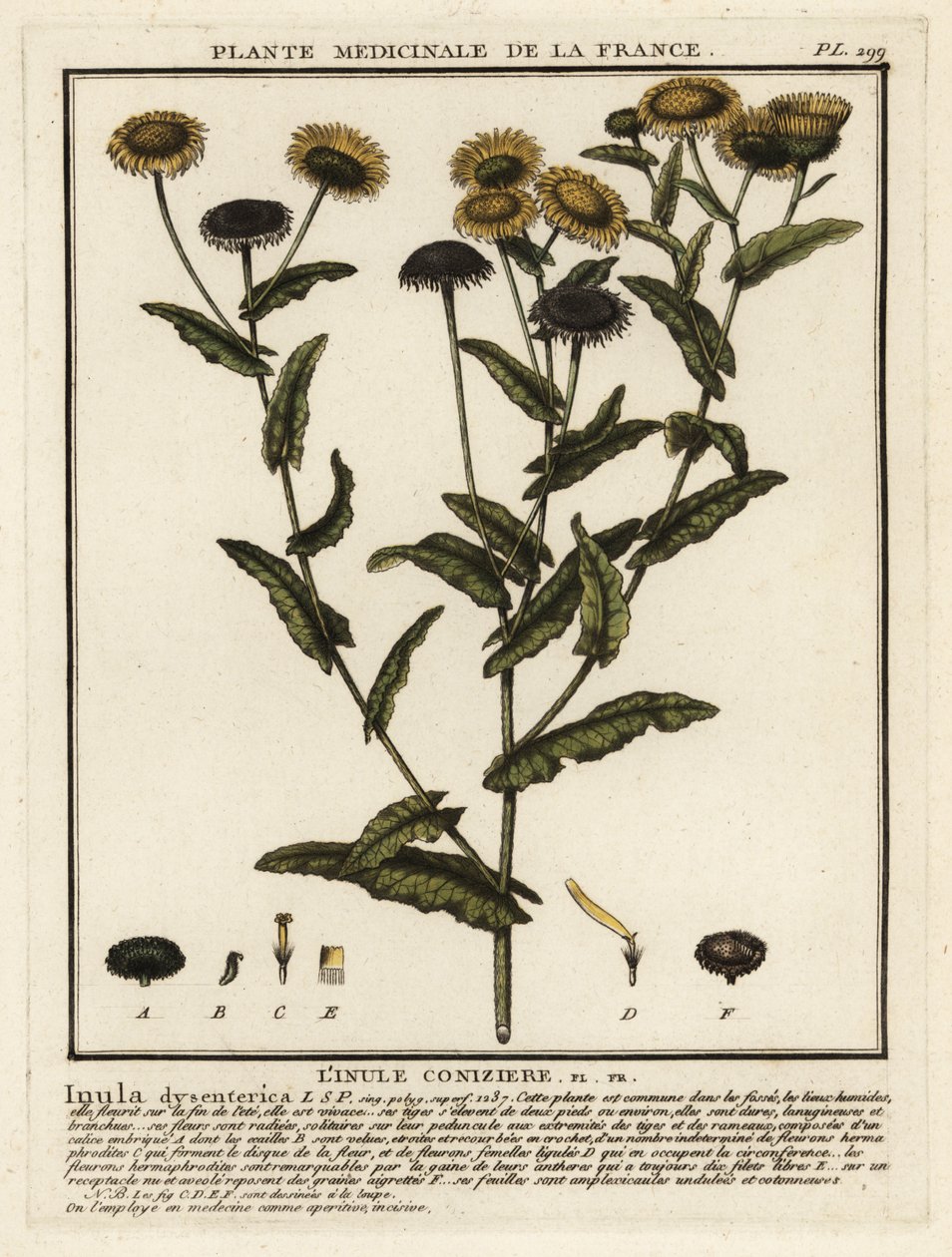 fleabane الشائع ، Pulicaria dysenterica. بواسطة فنان غير معروف