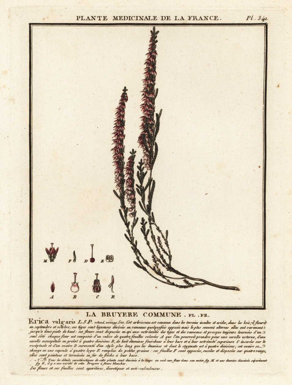 خلنج مشترك ، Calluna vulgaris. بواسطة فنان غير معروف