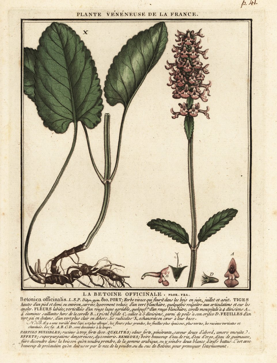 نبات عشبي مشترك ، Stachys officinalis. بواسطة فنان غير معروف