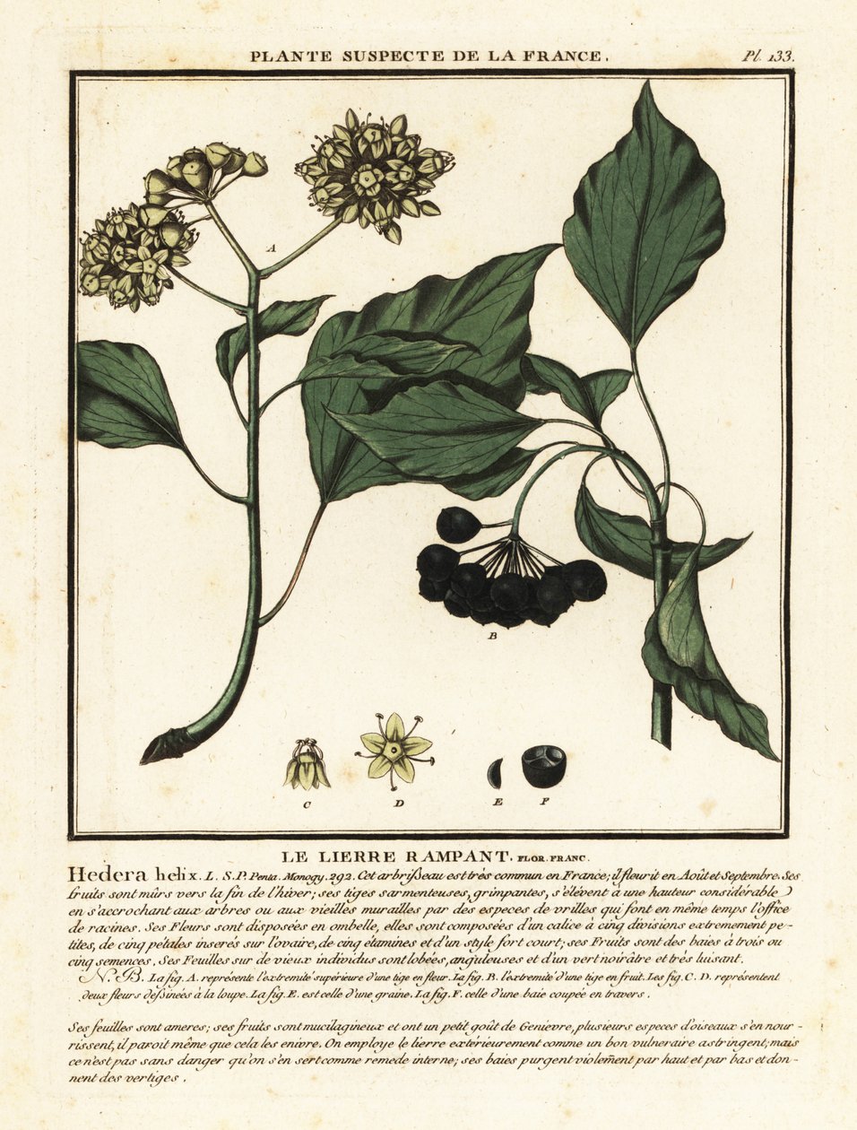 اللبلاب المشترك ، Hedera helix بواسطة فنان غير معروف