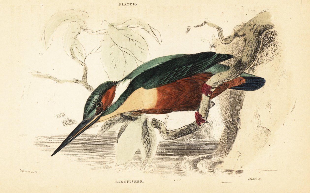 الرفراف المشترك ، Alcedo atthis. 1889 (نقش) بواسطة فنان غير معروف