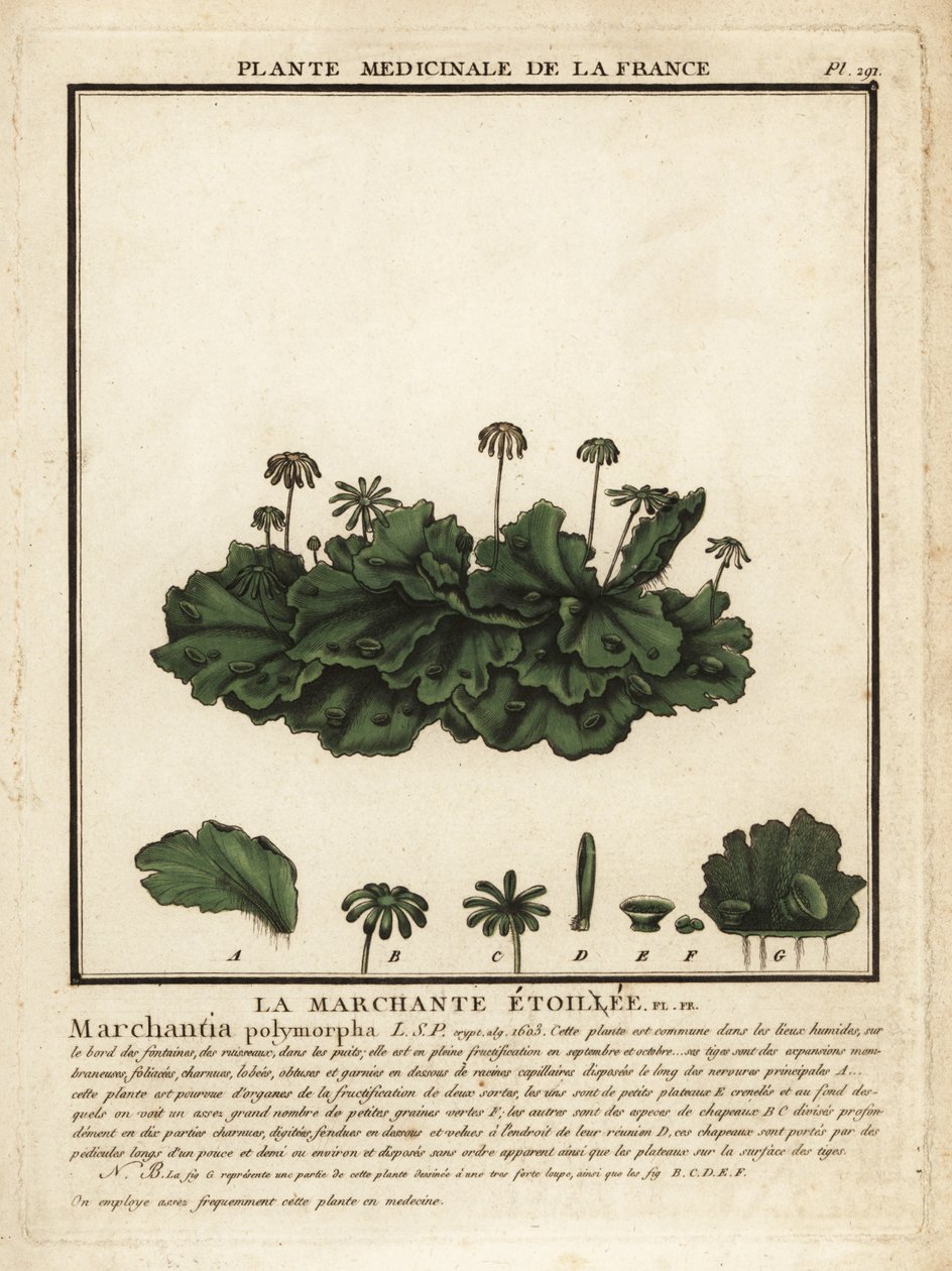 الكبد الشائع ، Marchantia polymorpha. بواسطة فنان غير معروف