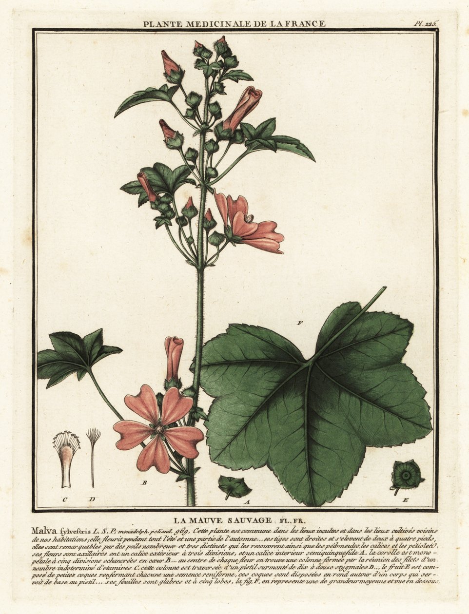 الملوخية المشتركة ، Malva sylvestris. بواسطة فنان غير معروف