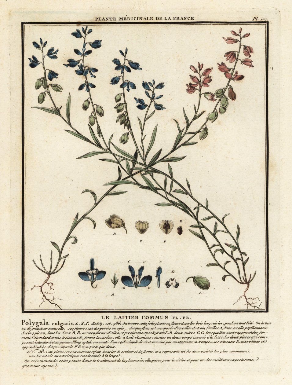 اللبن الشائع ، Polygala vulgaris. بواسطة فنان غير معروف