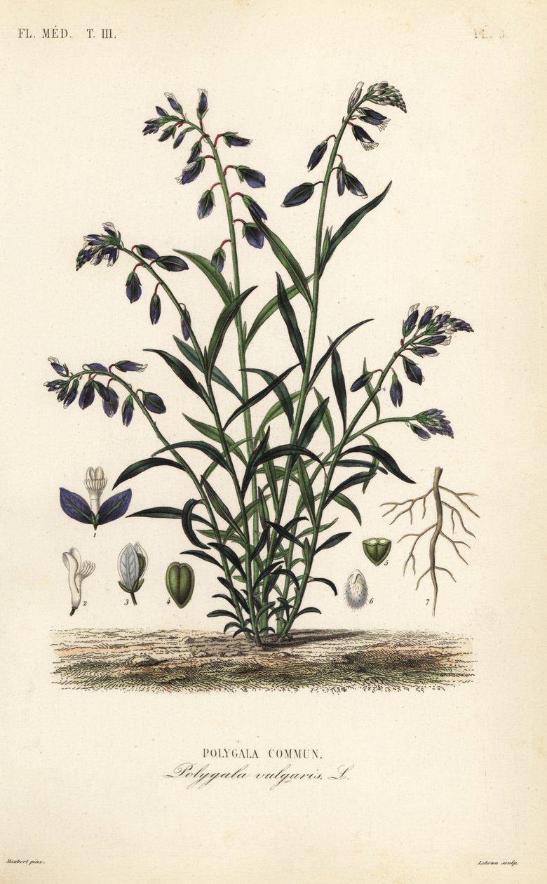 اللبن الشائع ، Polygala vulgaris ، بلدية بوليغالا بواسطة غير معروف