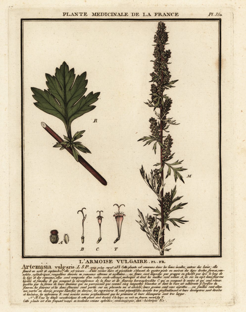 mugwort الشائع ، Artemisia vulgaris. بواسطة فنان غير معروف