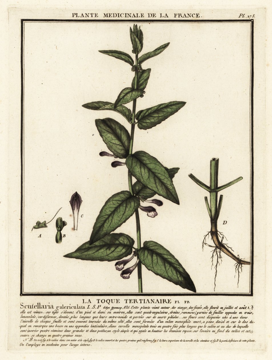 قلنسوة مشتركة ، Scutellaria galericulata. بواسطة فنان غير معروف