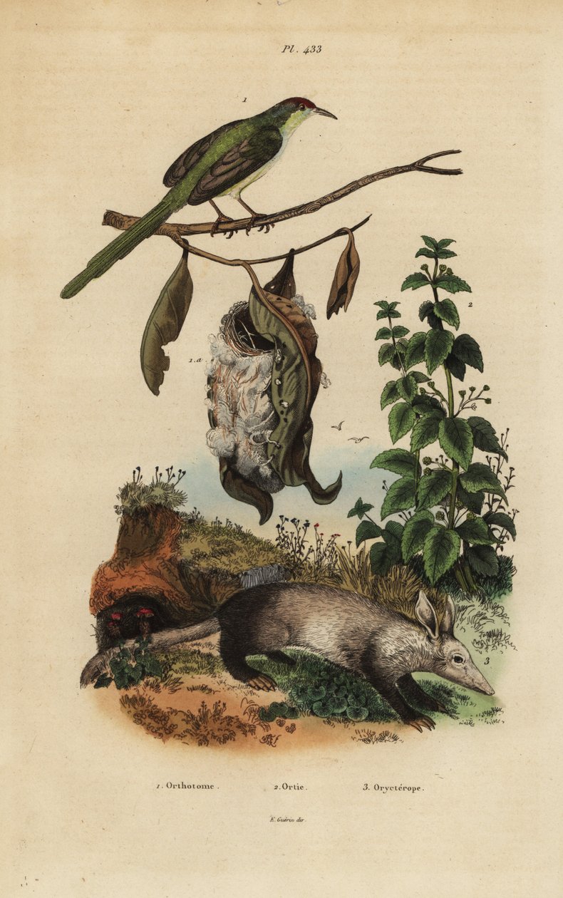 طائر الذيل المشترك ، Orthotomus sutorius مع العش ، القراص اللاذع ، Urtica dioica ، و aardvark ، Orycteropus afer بواسطة غير معروف