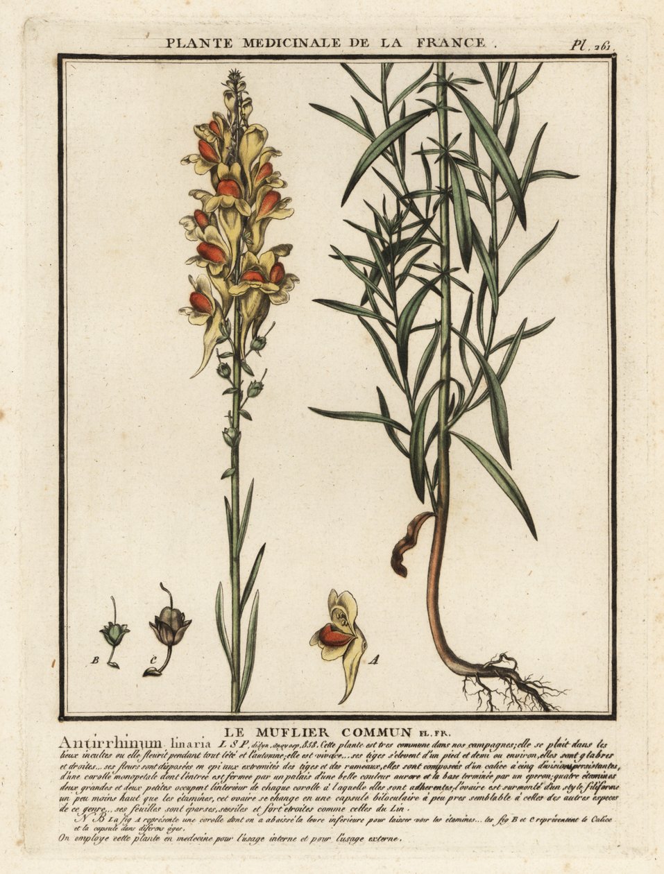 toadflax الشائع ، Linaria vulgaris. بواسطة فنان غير معروف