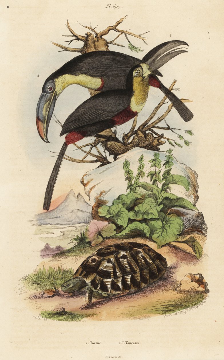 السلحفاة الشائعة ، Testudo graeca 1 ، الطوقان الكبريت ، Ramphastos sulfuratus 2 ، والطوقان الأبيض الحنجرة ، Ramphastos tucanus 3 ، تورتو ، الطوقان بواسطة غير معروف